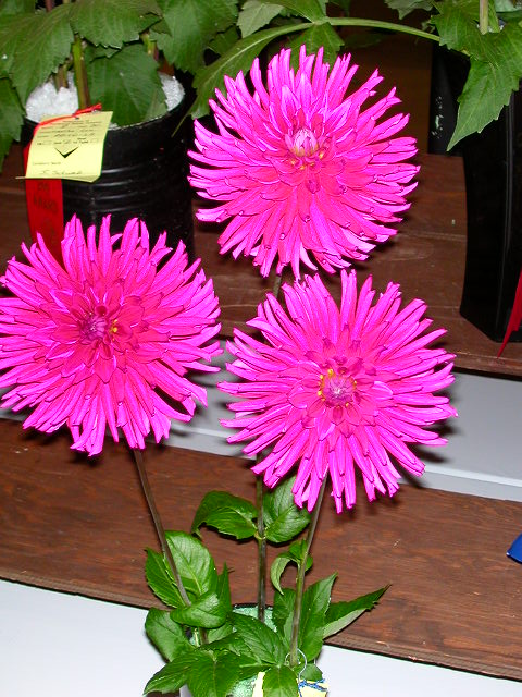 Dahlia Photo