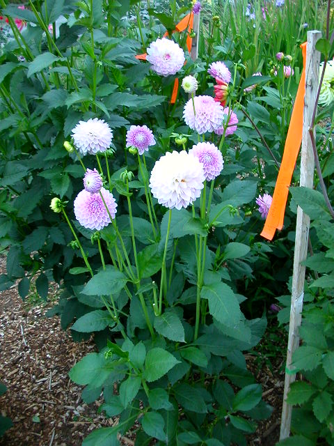 Dahlia Photo
