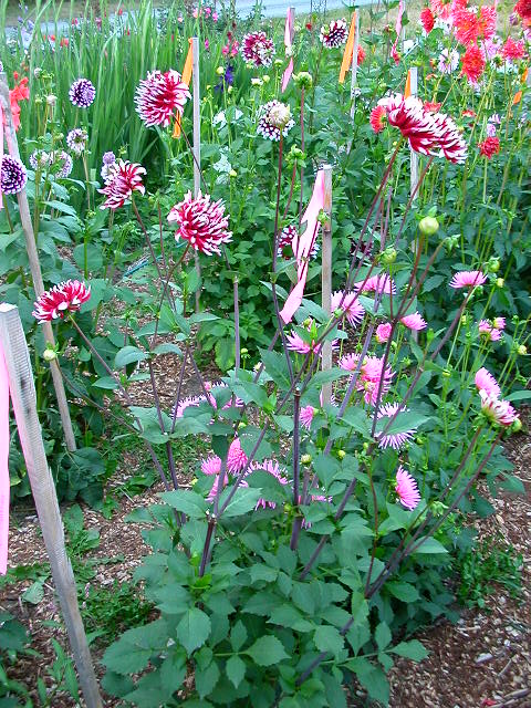 Dahlia Photo