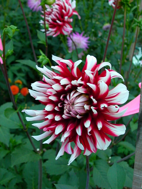 Dahlia Photo
