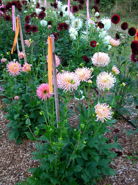 Dahlia Photo