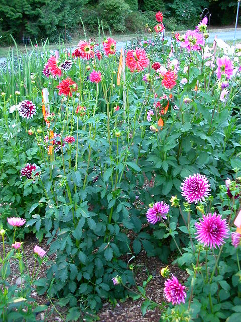 Dahlia Photo