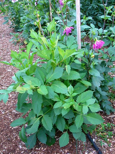 Dahlia Photo
