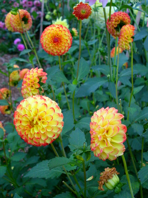 Dahlia Photo