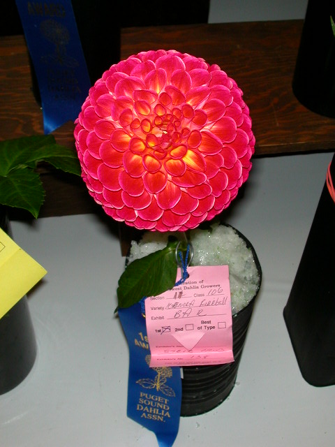 Dahlia Photo