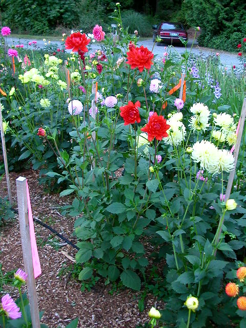 Dahlia Photo