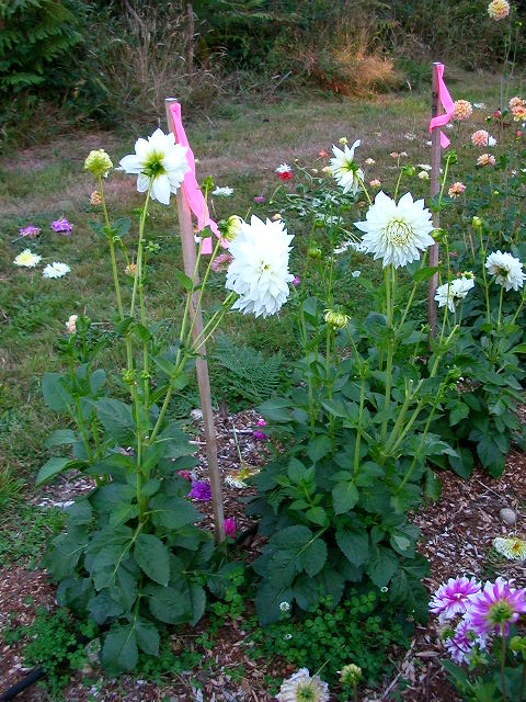 Dahlia Photo