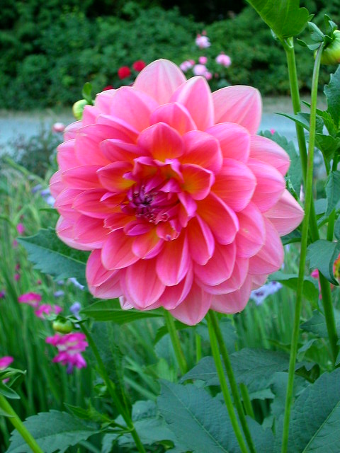 Dahlia Photo