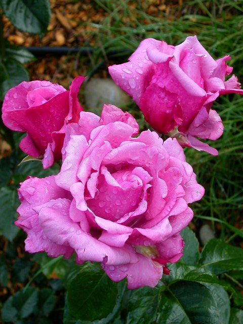 Rose Photo