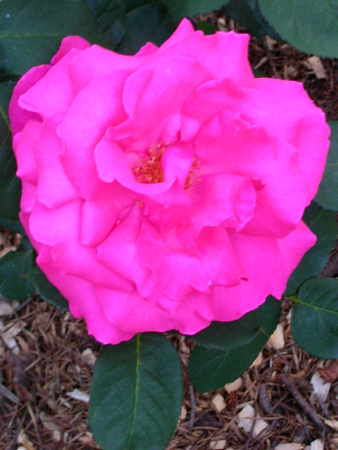 Rose Photo