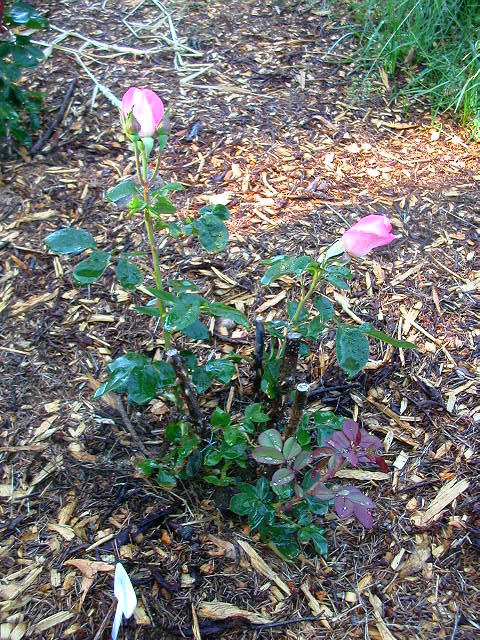 Rose Photo