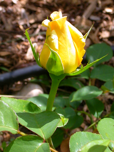 Rose Photo