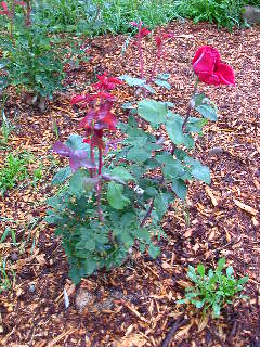 Rose Photo