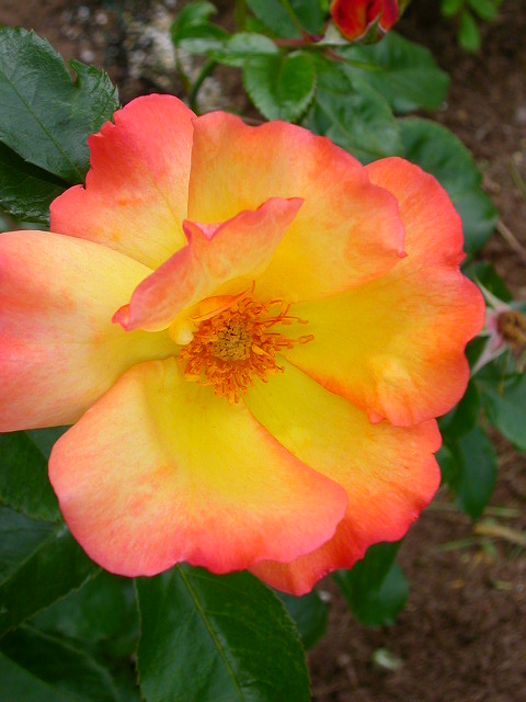 Rose Photo