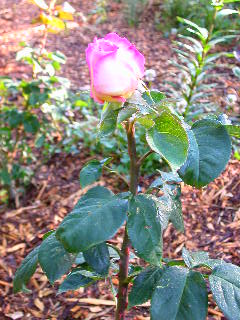 Rose Photo