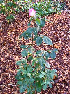 Rose Photo