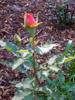 Rose Photo