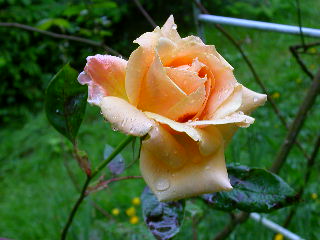 Rose Photo