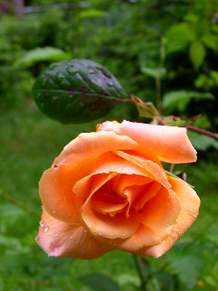 Rose Photo