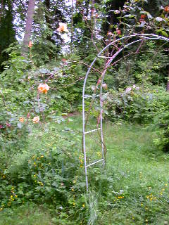 Rose Photo