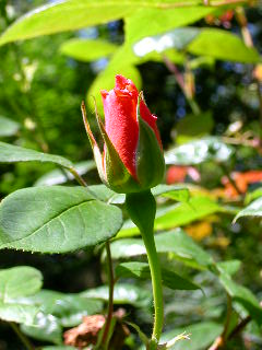 Rose Photo