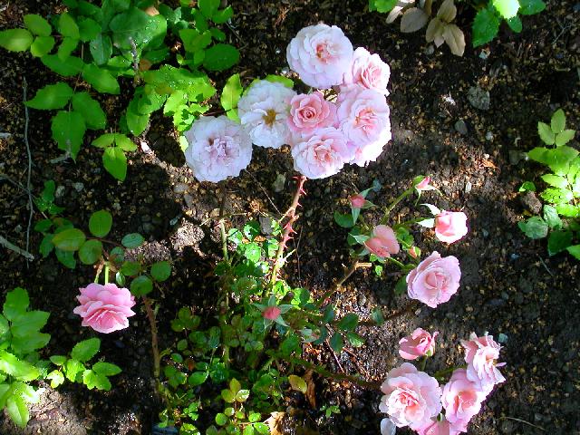 Rose Photo